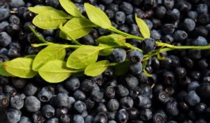 Is Bilberry Keto Ketoask Keto Ask Keto Diet Guide Keto Food Search