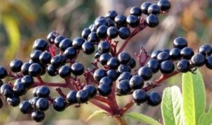 Are Elderberries Keto Ketoask Keto Ask Keto Diet Guide Keto Food Search