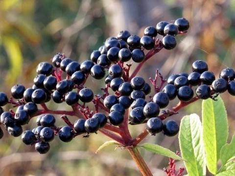 Are Elderberries Keto Ketoask Keto Ask Keto Diet Guide Keto Food Search