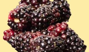 Are Marionberries Keto Ketoask Keto Ask Keto Diet Guide Keto Food Search