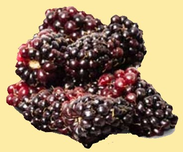 Are Marionberries Keto Ketoask Keto Ask Keto Diet Guide Keto Food Search