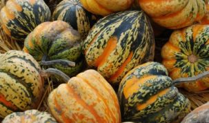 Is Acorn Squash Keto Ketoask Keto Ask Keto Diet Guide Keto Food Search