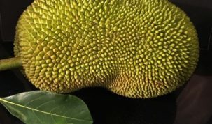 Is Jackfruit Keto Ketoask Keto Ask Keto Diet Guide Keto Food Search