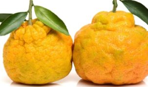 Is Ugli Fruit Keto Ketoask Keto Ask Keto Diet Guide Keto Food Search