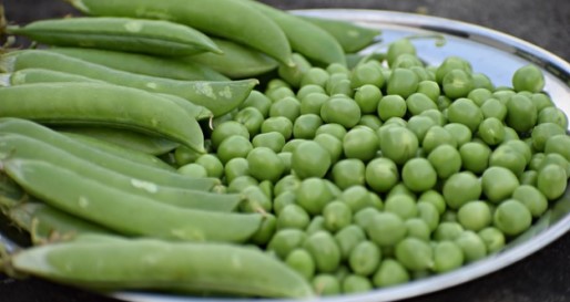 Are Green Peas Keto Friendly Ketoask Keto Ask Keto Diet Guide Keto Food Search