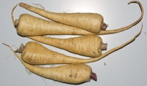 Is Parsnip Keto Ketoask Keto Ask Keto Diet Guide Keto Food Search