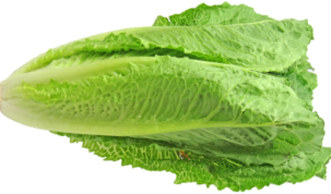 Is Romaine Lettuce Keto Ketoask Keto Ask Keto Diet Guide Keto Food Search