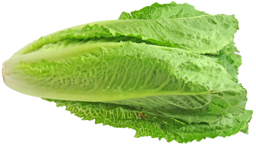 Is Romaine Lettuce Keto Ketoask Keto Ask Keto Diet Guide Keto Food Search